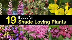 19 Beautiful Shade Loving Plants Dry Shade Plants Shade Loving Perennials Plants