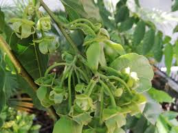 Image result for Cananga