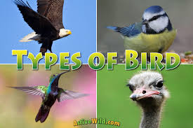 Types Of Birds Bird Families From All Around The World