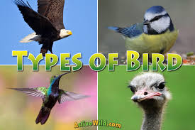 types of birds bird families from all around the world