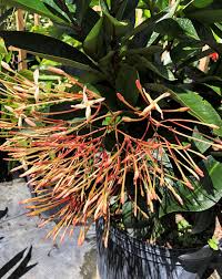 Image result for Ixora seretii