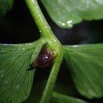 Image result for Asplenium elliottii