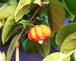 Image result for Eugenia aschersoniana