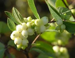 It is hardy to zone (uk) 3. Great Design Plant Snowberry Pleases Year Round