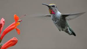 Maybe you would like to learn more about one of these? Hd Wallpaper Gray Bird And Orange Flower Humming Birds Nature Az Arizona Wallpaper Flare