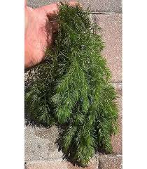 Image result for Ceratophyllum muricatum