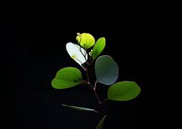Simply a pure black screen that plays for 10 hours. 2 Ways To Achieve Black Background For Your Plant Photoshoot