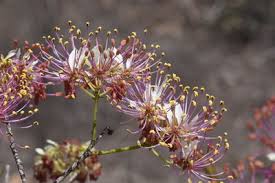 Image result for Cladostemon kirkii