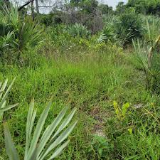 Image result for Digitaria longiflora