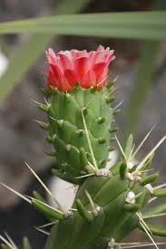 Image result for Austrocylindropuntia