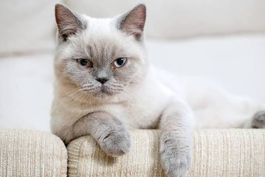 British Shorthair - Colourpoint Cats | Cat Breeds