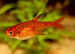 The ember tetra (hyphessobrycon amandae) is a freshwater fish of the characin family (family characidae) of order characiformes. Ember Tetras Tetra Fish Fresh Water Fish Tank Fish Tank Plants