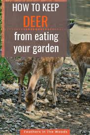 It's enough to make you want to get a hunting license and make room in the freezer. How To Keep Deer Out Of Your Garden 14 Different Ways Deer Resistant Garden Garden Pest Control Garden Pests