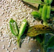 The Ingredient No One Knows What To Do With Yet Raw Food Recipes Homemade Tahini Food Processor Recipes