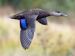 American Black Duck Identification All About Birds Cornell