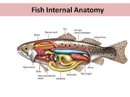 Biology Of Fish Ppt Video Online Download