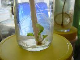 African Violet Propagation In Water African Violets African Violets Plants Violet Plant
