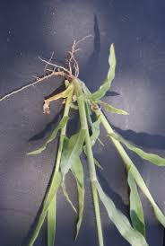 Image result for Urochloa brachyura