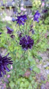 I fiori blu sono sinonimo di chiarezza e quindi di lealtà. Blu Viola Nel Giardino Di Rosita