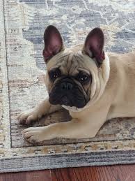 Raleigh, north carolina â» french bulldog â». French Bulldog Puppies For Sale Wake Forest Nc 347510