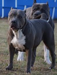 Puppies don't have full bladder control until about 12 weeks. Big Mack Bully Ranch American Bully Xl Xxl Pitbull Breeder Big Mack Bully Ranch American Bully Xxl Pitbull Breeder