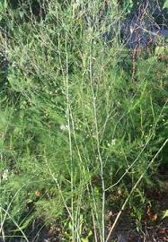 Maybe you would like to learn more about one of these? Asparagus Plants How To Cooking Tips Recipetips Com