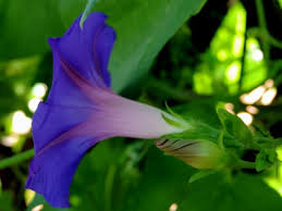 Image result for Ipomoea lapathifolia