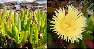 Image result for Carpobrotus