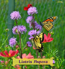 Butterfly Plants List Butterfly Flowers And Host Plant Ideas Monarch Butterfly Garden Butterfly Plants Butterfly Garden Plants