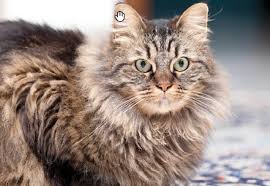 Maine Coon