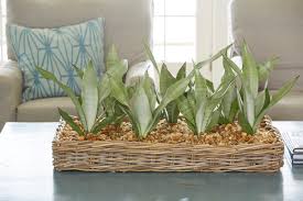 Most will stay between 6 and 10 feet, but the trailing stems can reach up to boston ferns thrive in partially shady indoor and outdoor locations away from cold drafts or heat ducts. 16 Low Maintenance Indoor Houseplants Most Likely To Survive All Year Long Real Simple