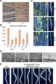 Root hair is tubular projections from the root epidermal cell. As Fer Mri Is Required To Sustain Root Hair Growth A Main Roots Download Scientific Diagram