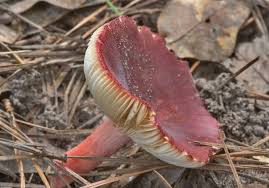 Image result for Russula mariae