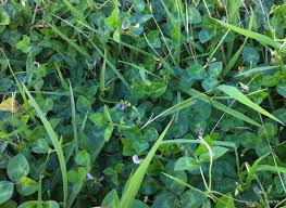 Image result for Vigna hosei