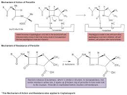 Webmedcentral Com An Illustrated Review On Penicillin And