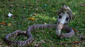 Stallone stars as police lieutenant … Pennsylvania Grandma Killed A Cobra With A Shovel
