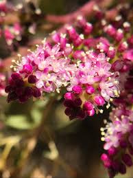Image result for Basellaceae