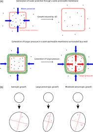 In biology, turgid refers to cells or tissues that are swollen from water uptake. How Mechanical Stress Controls Microtubule Behavior And Morphogenesis In Plants History Experiments And Revisited Theories Landrein 2013 The Plant Journal Wiley Online Library