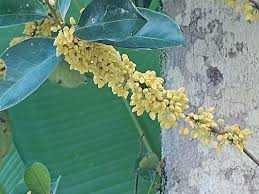 Image result for Peraceae