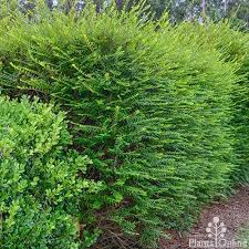 Image result for Phyllanthus