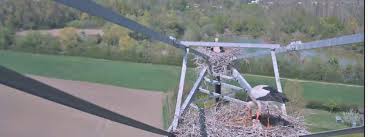 Südhessen nach 50 jahren planung endlich: Hier Konnt Ihr Den Mainzer Storch Nachwuchs Live Beobachten