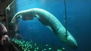 Ikan air tawar memang menjadi primadona untuk dijadikan sebagai ikan hias di akuarium ataupun di kolam. Taman Dunia Air Tawar Diharapkan Mampu Menjadi Wahana Konservasi Rekreasi Dan Edukasi Halaman 1 Kompasiana Com