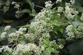 Image result for Mikania