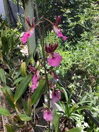 Image result for Eulophia elegans