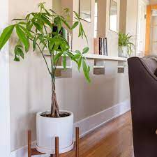 Do not let temp getting colder than 30 degrees fahrenheit. The Feng Shui Money Plant And How To Place One