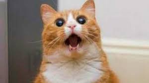 قطط مضحكة جدا اضحك مع القطط حتي البكاء 3 جديد 2016 Youtube