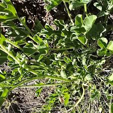 Image result for Cucumis myriocarpus