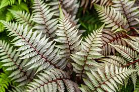 Image result for Athyrium newtonii
