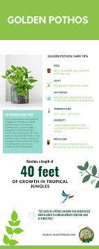 Golden Pothos Care Infographic Pothos Plant Care Pothos Plant Plants