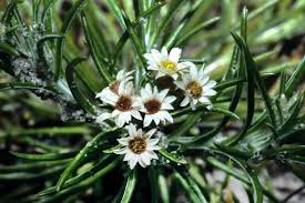 Image result for Helichrysopsis